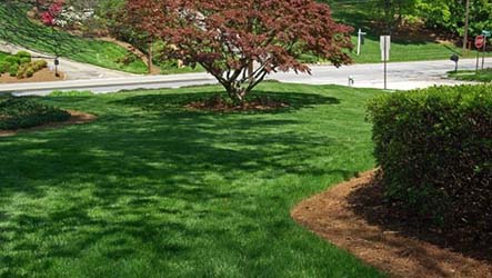 Deep Root Tree and Shrub Fertilizing