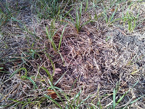 Sod Webworm Damage