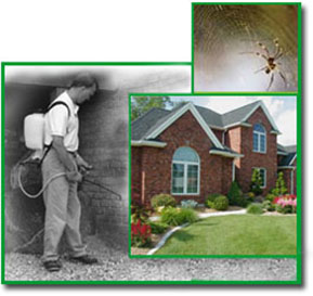 Perimeter Pest control in Sterling heights