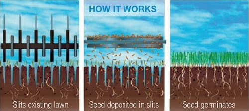 slit seed